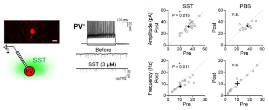 시각 피질 layer 2/3에 있는 파브알부민 발현 fast-spiking neuron으로 유입하는 spontaneous EPSC가 소마토스타틴 처리에 의하여 유의미하게 감소함을 확인함