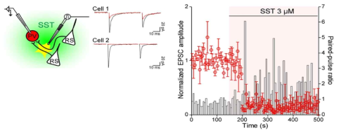 파브알부민 발현 가바성 뉴런에서 주변 흥분성 유입 신경 회로를 전기적으로 자극하였을 때 나타나는 EPSC가 소마토스타틴 처리에 의하여 감소함을 확인함