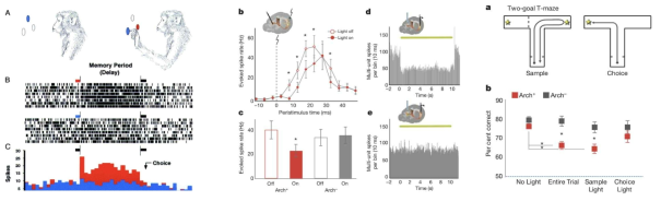 mPFC 신경세포 활동 작업기억 관여 실험적 증거(좌)와 vHP-mPFC 신경망의 관련성(우)