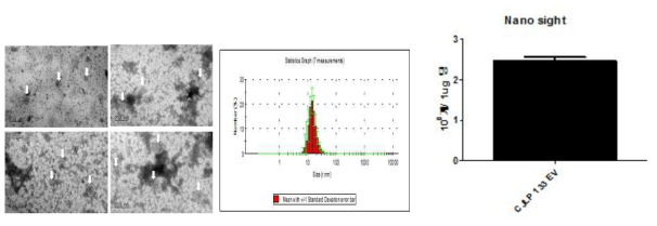 CJLP133 나노소포의 전자현미경 사진, TEM (좌), 동적 광산란법 (가운데), Nano tracking assay, NTA (우)