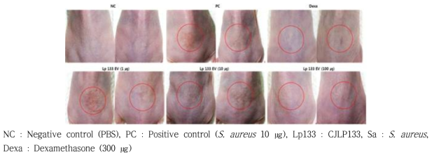 황색포도상구균 (S. aureus) 유래소포에 의한 아토피피부염 마우스모델에서 유산균 유래소포 경구투여 시 육안적인 변화