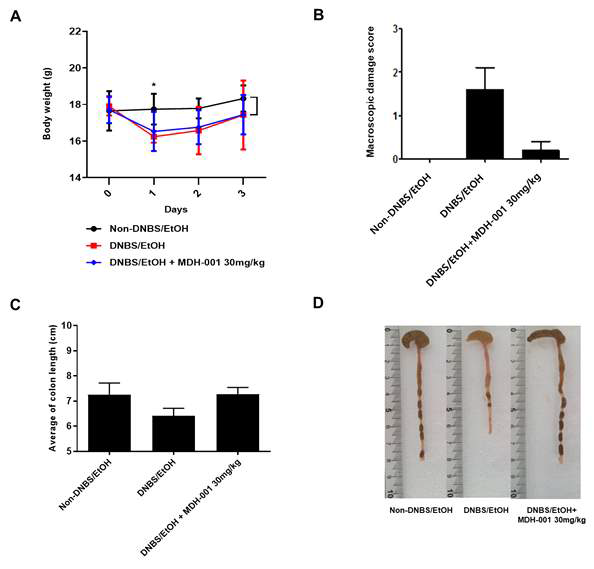 DNBS 유도 급성 대장염 모델에서의 MDH-001 투여에 따른 체중, macroscopic score, 장길이의 변화 확인