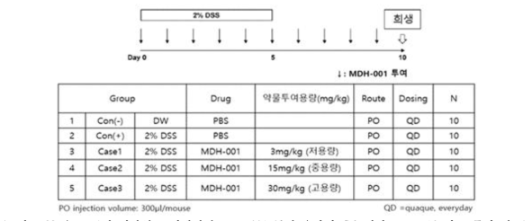 DSS 유도 급성 대장염 모델에서의 MDH-001 투여 용량별 효능평가 프로토콜 및 그룹별 정보