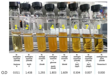 BTTM 배지 내 배지성분의 첨가 유무에 따른 Akkermensia 균주의 생산 수율