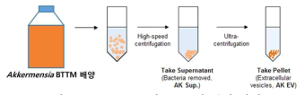 Akkeremensia 나노소포체 분리 방법