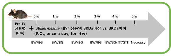 HFD 마우스 모델에서의 항당뇨 활성 검증 실험