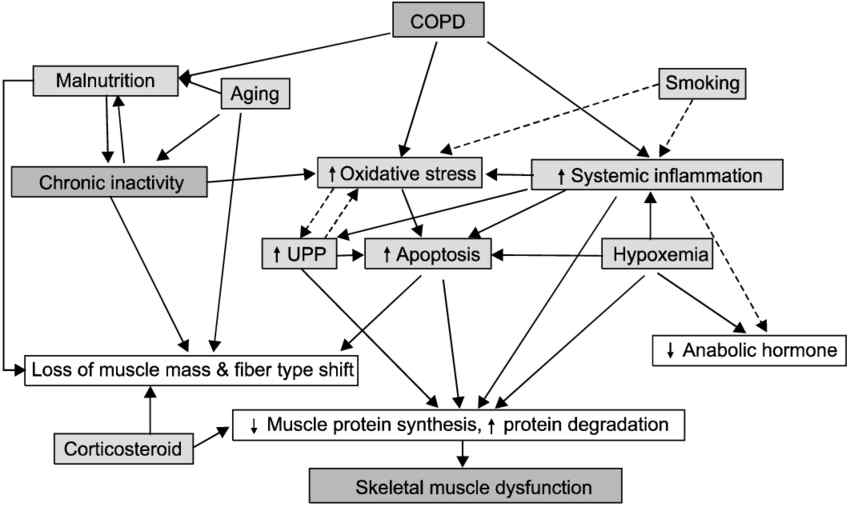 Proposed mechanisms of skeletal muscle dysfunction in patients with COPD