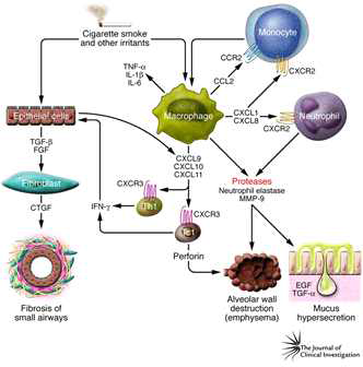 The cytokine network in chronic obstructive pulmonary disease