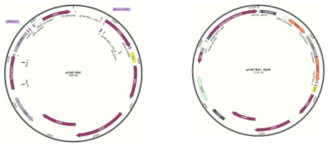 pCAP-BAC plasmid에 방선균 유전자를 추가하여 방선균용 plasmid 제작