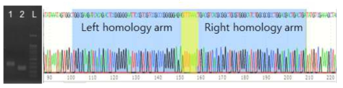 방선균용 pCAP-BAC vector의 aureothin BGC에 맞는 homology region 삽입 결과 및 sequence (1 : homology arm 삽입 후, 2 : homology arm 삽입 전, L : 100bp size ladder). Vector의 linearization을 위해 제한효소 (PmeI, GTTTAAAC) 부위도 포함시킴 (노란박스)