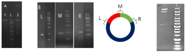A) aureothin BGC #1, #2 PCR 결과 (L : 1kb size ladder). B) aureothin cloning vector PCR 확인 결과 (Left (L) : 914bp, Middle (M) : 938bp, Right (R) : 924bp). C) cloning vector의 제한효소처리에 의한 size 확인 (제한효소 처리 결과 : 24kb, 11.2kb, 3.8kb, L : 25kb size ladder)