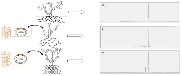 Aureothin LC분석결과, A) Streptoymces thioluteus, B) Streptomyces venezuelae C) Streptomyces coelicolor M1152