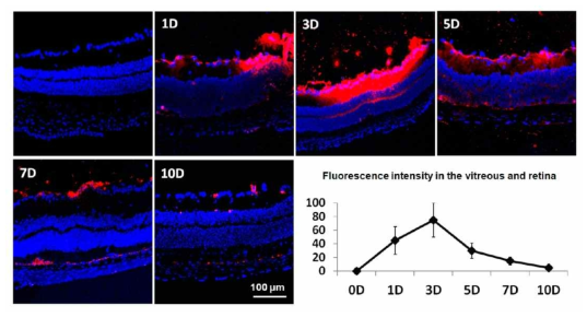 Temporal distribution of intravitreally injected liposomes