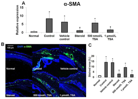 Expression of a-SMA mRNA and representative photomicrographs of immunofluorescence staining using anti-aSMA antibody in the bleb tissue