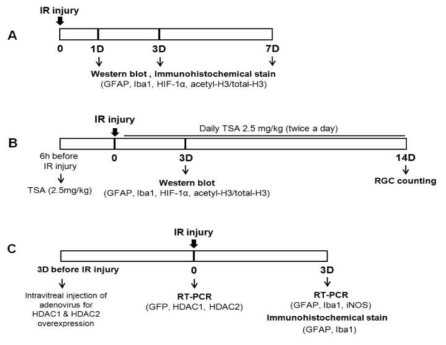 실험 프로토콜 (A) To investigate retinal changes after IR injury, retinal tissue was obtained at 1, 3, and 7 days after IR injury. (B) To investigate the eect of TSA after IR injury, TSA (2.5 mg/kg) was injected intraperitoneally 6 h before retinal IR injury and twice daily after retinal IR injury. Retinal tissue was obtained at 3 and 14 days after IR injury. (C) To evaluate whether HDACs activity is associated with glial cell activity, HDAC1 and HDAC2 adenovirus was intravitreally injected 3 days before IR injury. Retinal tissue was obtained at 3 days after IR injury