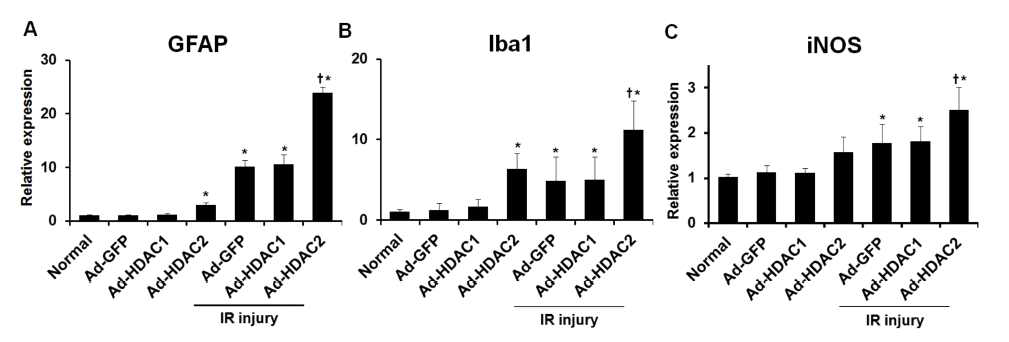The effect of overexpression of HDAC1 and HDAC2 on glial cells and iNOS activity in retinas