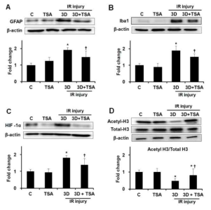 Effect of TSA on expression of GFAP, Iba1, HIF-1, and acetyl-H3 in ischemic retinas. TSA treatment significantly inhibited increased expression of GFAP (A), Iba1 (B), and HIF-1(C) in ischemic retinas after IR injury. TSA treatment prevented the downregulation of acetyl-H3 expression in ischemic retinas relative to saline treatment after IR injury (D). Relative chemiluminescence intensity for each protein band was normalized using -actin as a calibrator