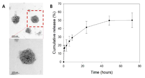 Liposome characteristics (A) Transmission electron microscopy (TEM) image of nonloaded liposomes. (B) Cumulative TSA release profile of TSA-loaded liposomes