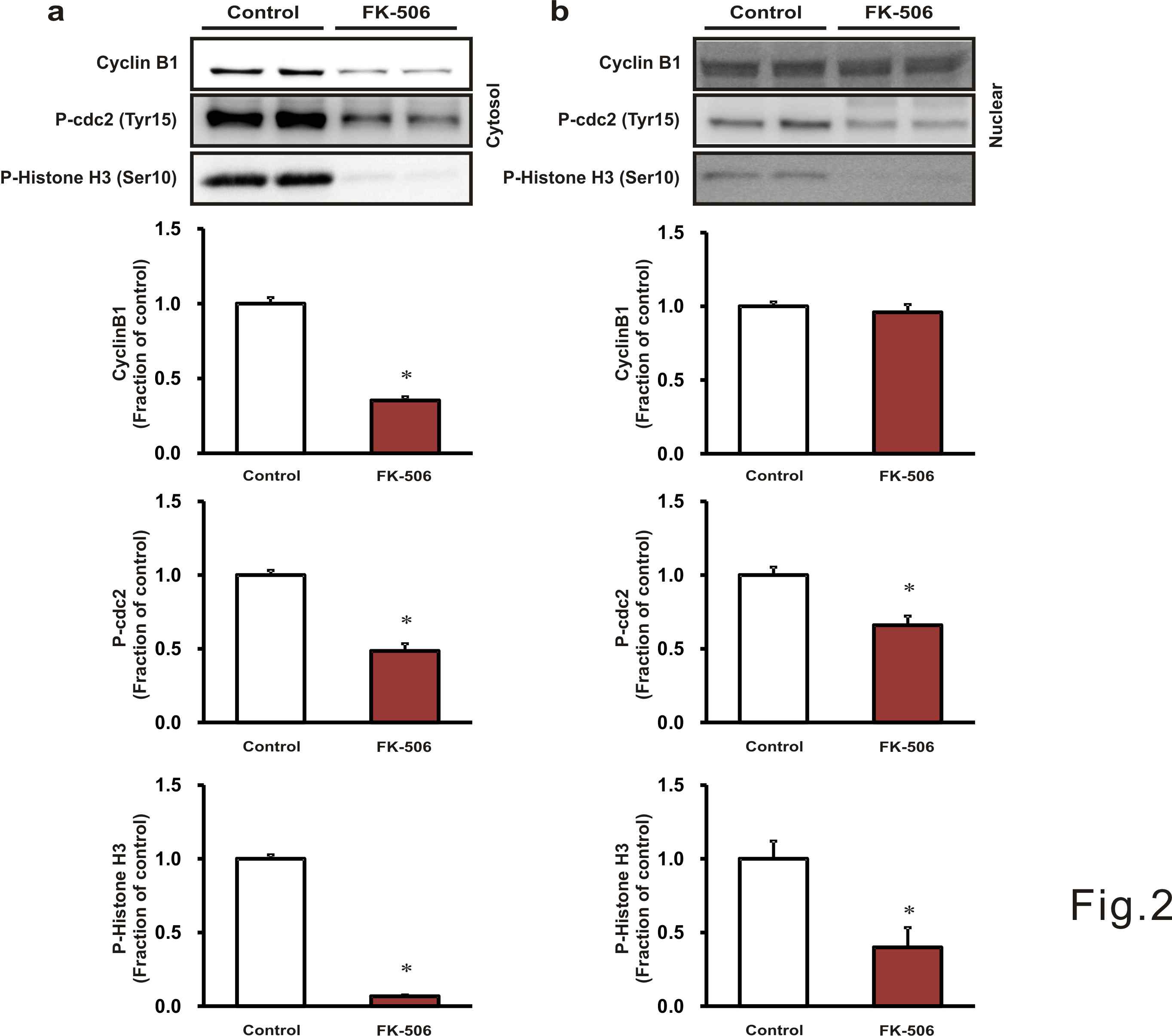 Treatment of tacrolimus decreased the protein expression of cyclin B1, phospho-cdc2 and phospho-Histone H3 in cytosol and nuclear fraction compared with control, indicating that cells arrested at G0/G1 phase