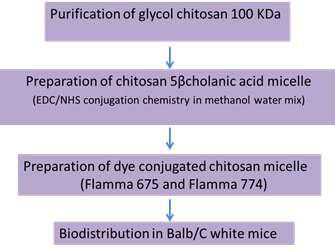 Synthesis of dye conjugated glycol chitosan micelle for biodistribution