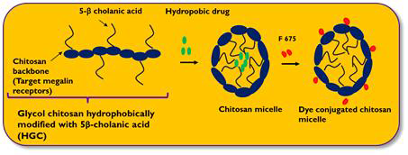 Hydrophobically Glycol Chitosan 나노입자의 구조
