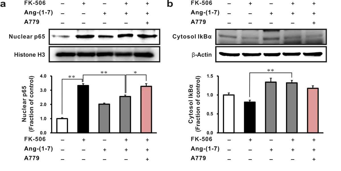 Effects of A779 on NF-kb signaling in Tacrolimus-stimulated rat tubular epithelial cells