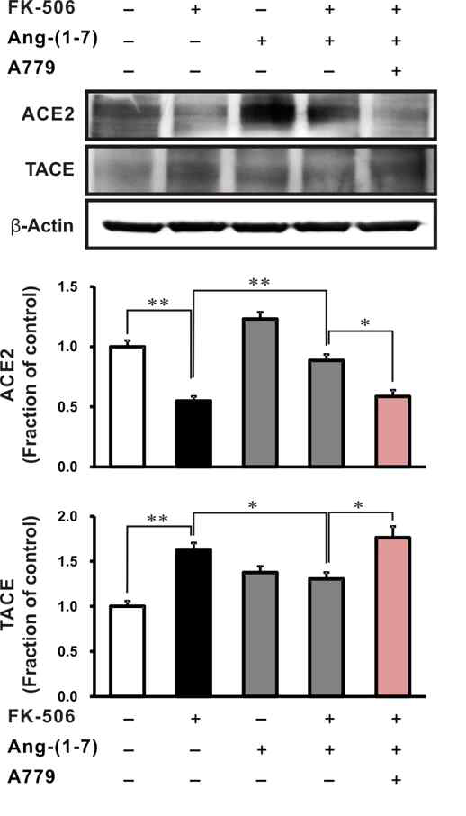 Effects of exogenous Ang-(1–7) on ACE2 and TACE expression in Tacrolimus stimulated rat tubular epithelial cells