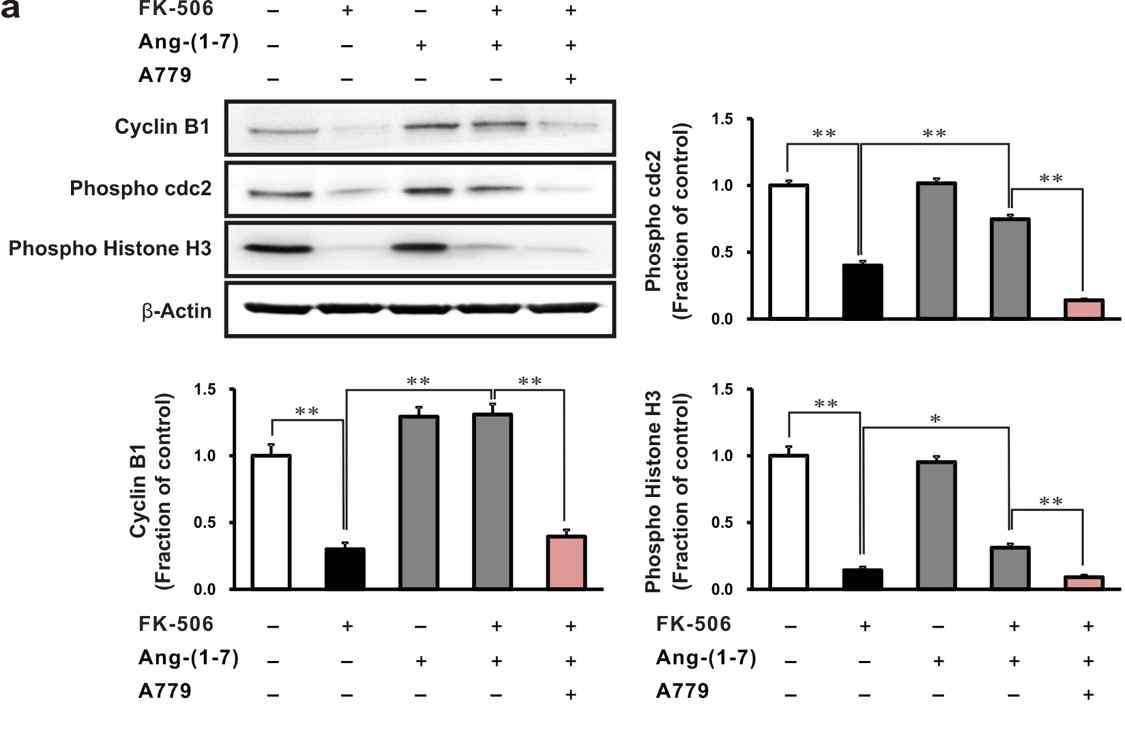 The effect of nicotine on cell cycle arrest in human tubular epithelial cells