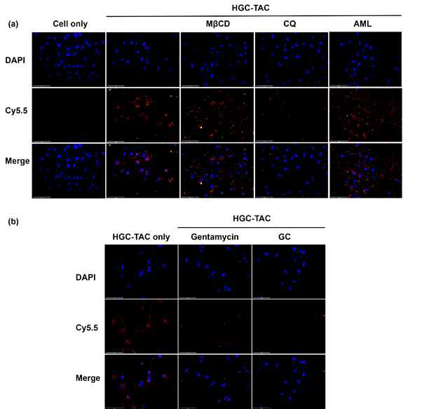Intracellular uptake inhibition of F675 conjugated HGC-TAC nanomicelles in HK-2 cell lines