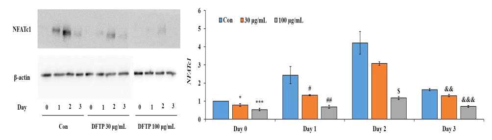 Effect of DFTP on NFATc1 protein expression in RANKL-stimulated bone marrow derived-macrophages. Data are presented as ± S.E. Day 0 control vs *P<0.05, ***P<0.001, day 1 control vs #P<0.05, ##P<0.01, day 2 control $P<0.05 and day 3 control $$P<0.01, $$$P<0.001