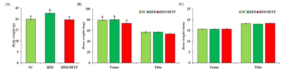 Effects of body weight (A), bone weight (B) and bone length (C) in high-fat diet induced obese mice. Data are presented as ± S.E. abMeans not sharing a common letter are signifiacntly different among groups (P<0.05)