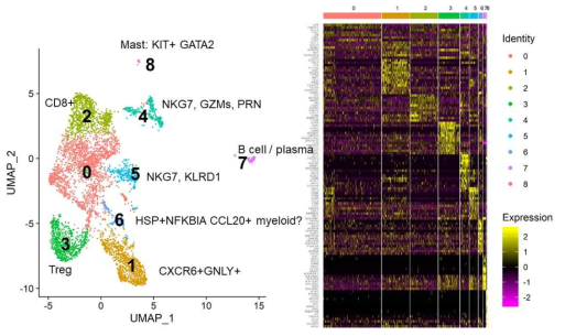 T lymphocyte subset 분석을 통한 세포 클러스터 identity 확인