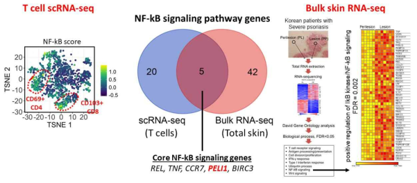 단일세포 전사체 T 세포 분석 및 bulk RNA-seq 분석에서 공통 NF-kB pathway 유전자로서 PELI1이 선별됨