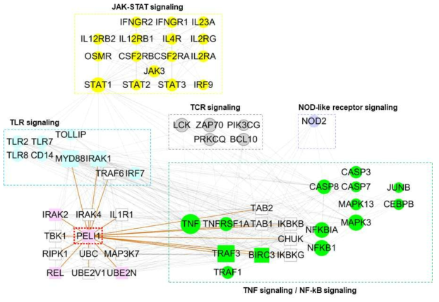 건선 병변 내에서 PELI1 유전자와 상호작용하는 유전자 및 면역학적 pathway에 대한 network 분석 결과