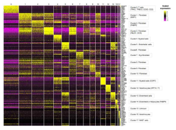 한국인 정상피부 단일세포 RNA 시퀀싱 결과 얻어진 17개의 clusters