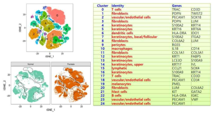 정상피부, 건선병변 t-SNE plot을 통해 발굴한 건선 특이적 세포군