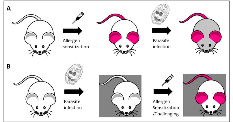알레르기 비염 동물모델에 대한 기생충 매개 치료(A) 또는 예방(B) 효과의 개략도
