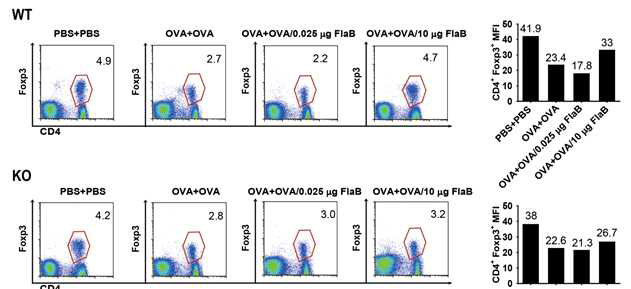 OVA / FlaB 혼합 처리 된 Foxp3 + Treg 세포의 생성. CD4 + Foxp3 +의 유세포 분석