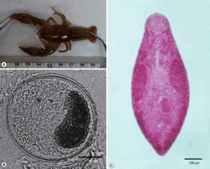 Macroorchis spinulosus의 형태 학적 발견