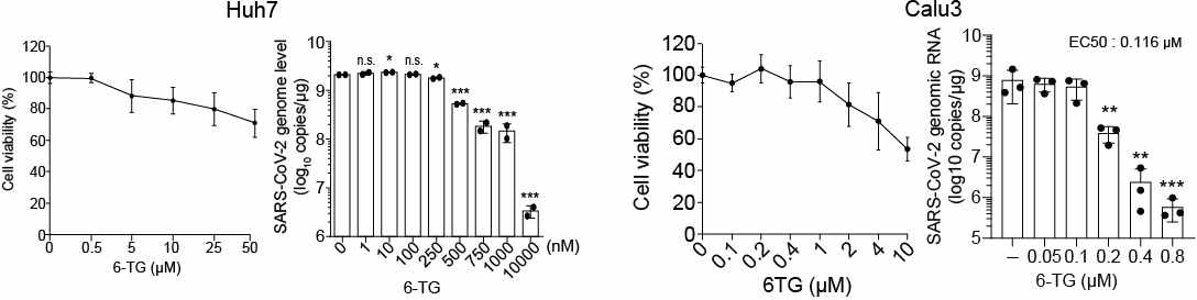 Huh7 및 Calu-3에서의 6-TG 농도별 세포독성 및 항 SARS-CoV-2 효능평가