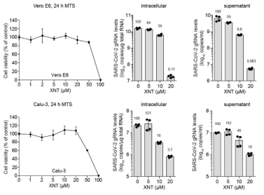 Vero E6 및 Calu-3에서 XNT의 농도별 세포독성 및 항 SARS-CoV-2 효능평가