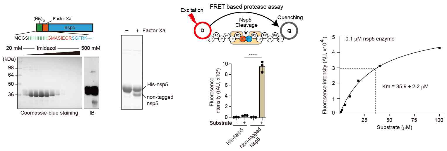 SCoV2 Nsp5 정제 및 이를 사용한 확립한 FRET-based protease 에세이