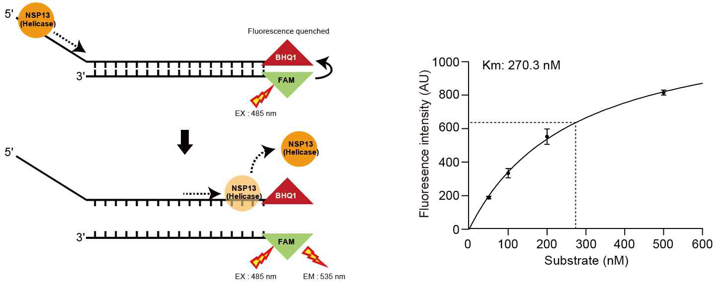 SCoV2 Nsp13 helicase의 dsDNA unwinding 활성 에세이