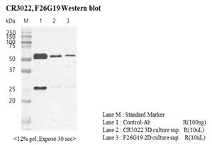 CR3022 항체의 발현 확인 (Western Blot)