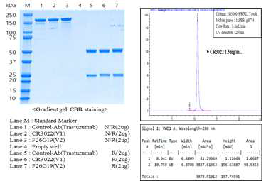 CR3022 항체의 SDS PAGE & HPLC 분석