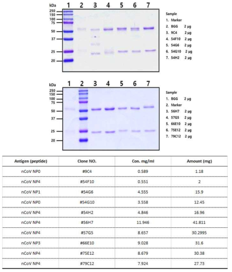 SARS-CoV-2 NP에 대한 단클론 항체의 생산 결과