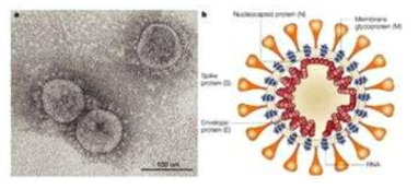 코로나바이러스 구조 및 특성 (Nat Rev Microbiol, 2003)