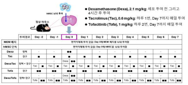 최적 면역억제제 조건을 확립하기 위해 수행한 실험 디자인