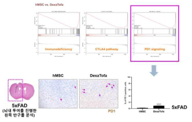 5xFAD 마우스에서 hMSC 그리고 DexaTofa 그룹을 비교한 gene set enrichment 및 PD1 조직면역염색 결과