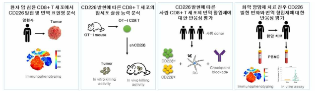 CD226/TIGIT pathway에 의한 T 세포 소진 조절 기작 규명, 면역 체크포인트 억제제에 대한 반응성 분석, 치료 예측 바이오마커 검증 연구에 대한 총괄적 모식도